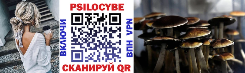 Галлюциногенные грибы Psilocybe  Черняховск 